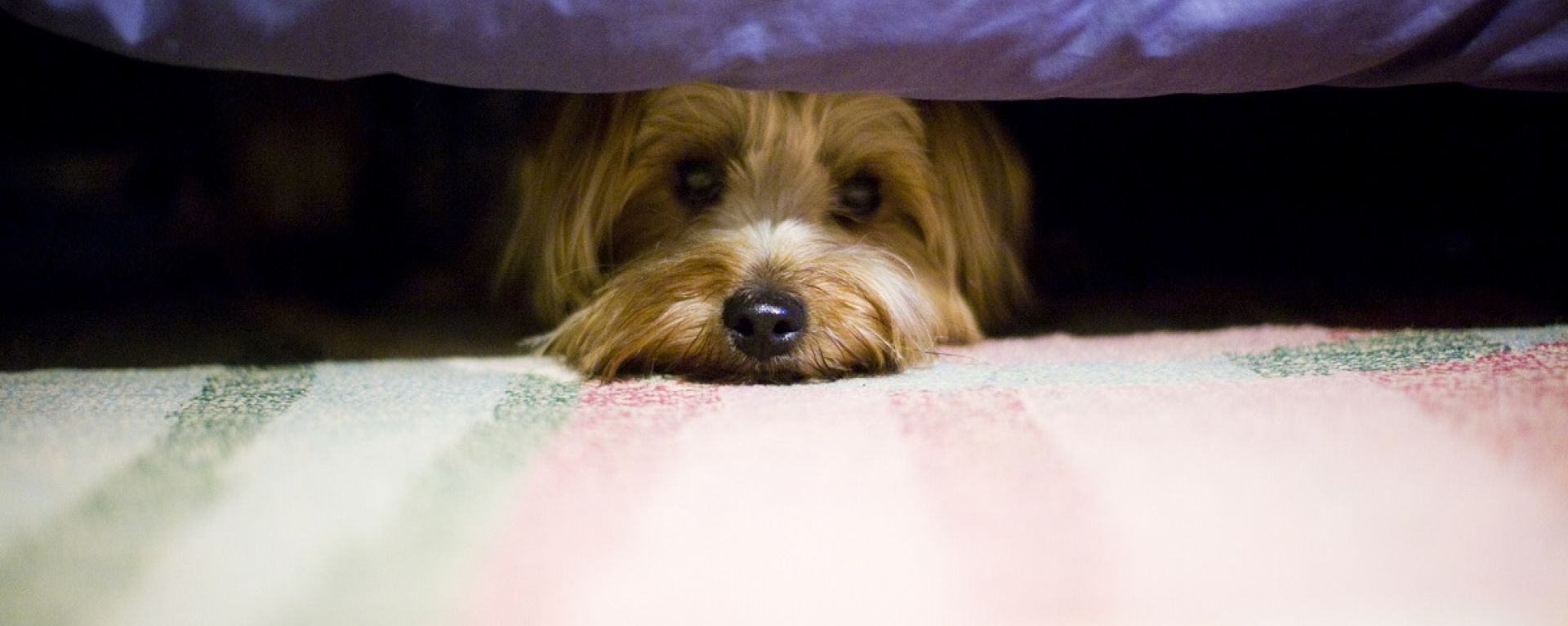 Собака забилась под кровать